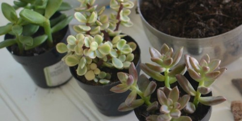 TWENTY Unique Succulents Just $27.99 on Amazon & More (Today Only)