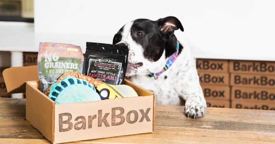 dog pulling items out of a barkbox