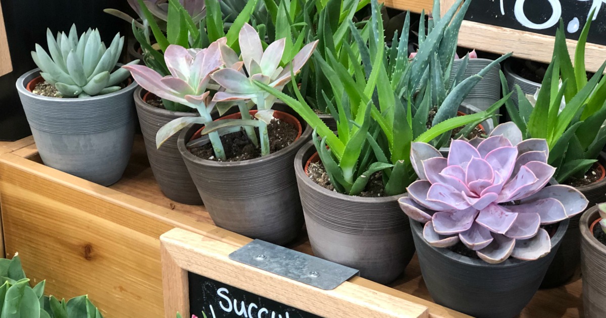 Trader Joe's Potted Succulents as Low as $5.99 (Easy To Care For Plants)