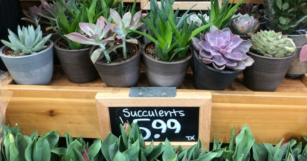 Trader Joe's Potted Succulents as Low as $5.99 (Easy To ...