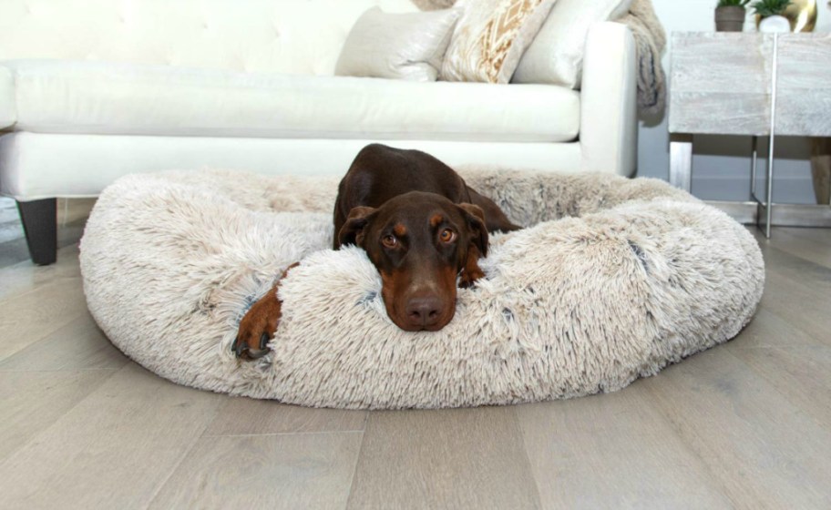 dog laying in a dog bed