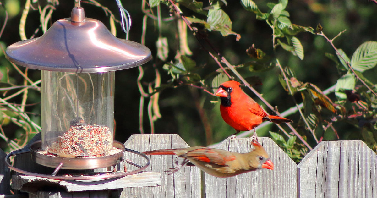 Wild Bird Food 40 Pound Bag Only 9 99 At Ace Hardware