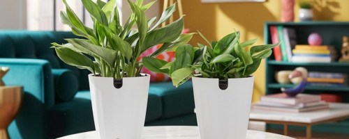 costa farms Scindapsus plants in pots on table