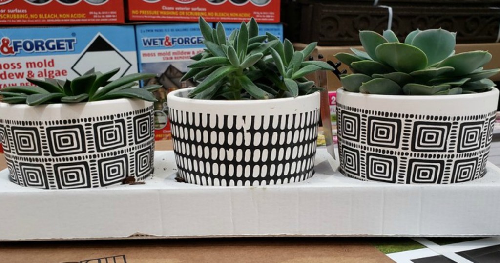 5" Potted Succulents 3Pack Only 17.99 at Costco • Hip2Save