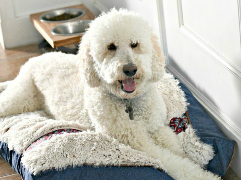 Large white dog laying on a plush dog bed