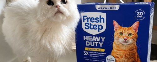 White Persian cat next to box of fresh step, heavy duty, cat litter