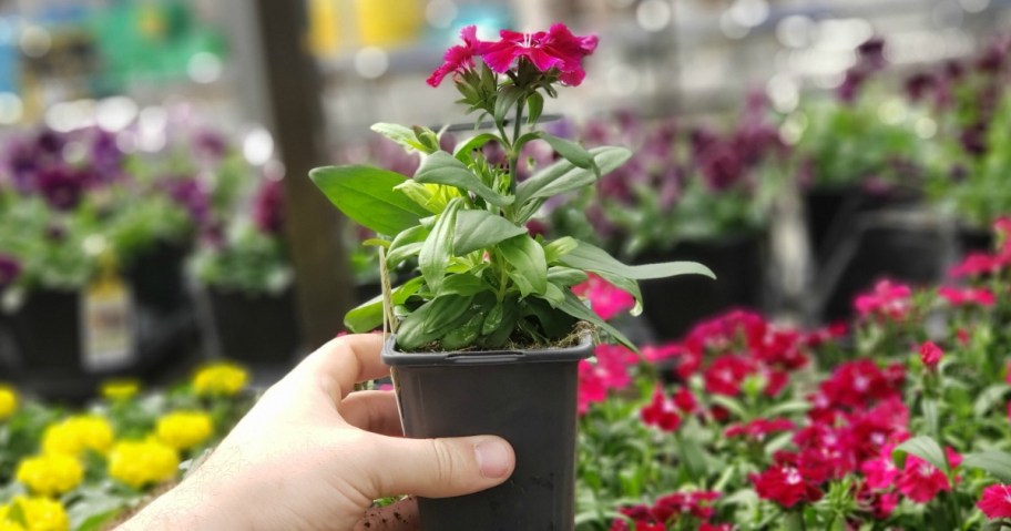 hand holding purple plant 