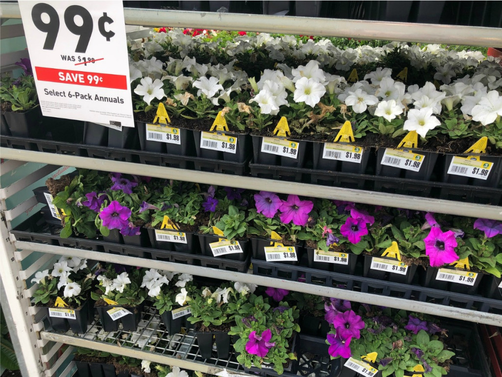 Annual Flowers 6Pack Only 99¢ at Lowe's