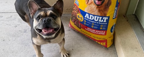 small dog in front of a Pedigree bonus bag