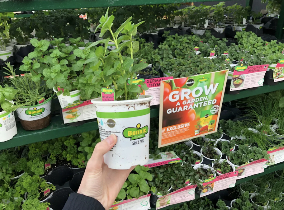 hand holding a bonnie plant in aisle of plants