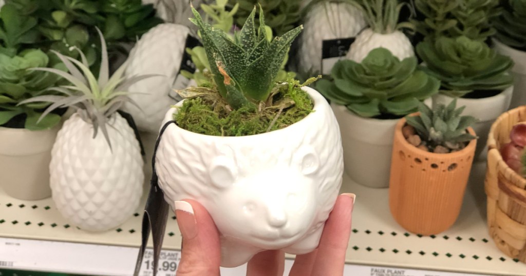 New Succulents & Greenery at Target (InStore & Online)