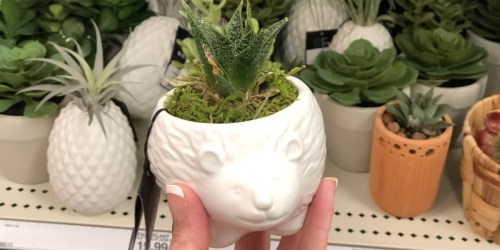 New Succulents & Greenery at Target (In-Store & Online)