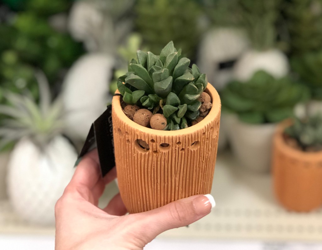 New Succulents & Greenery at Target (InStore & Online)