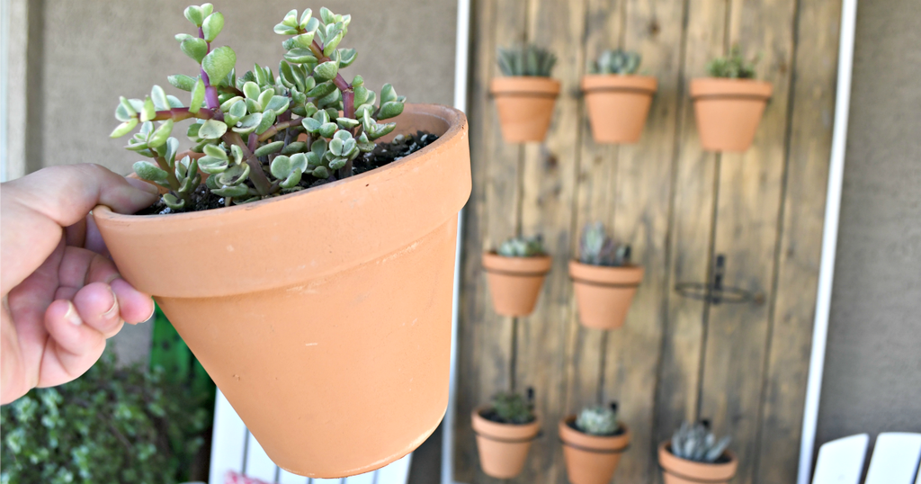 Build This Gorgeous DIY Succulent Wall for Your Patio