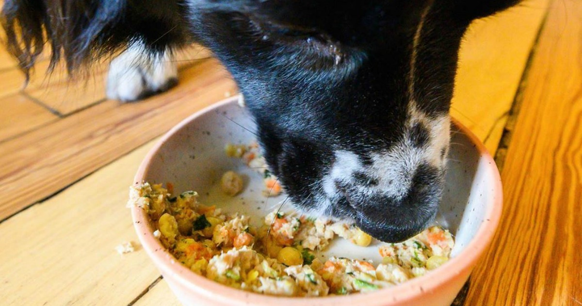 dog licking bowl of food on floor