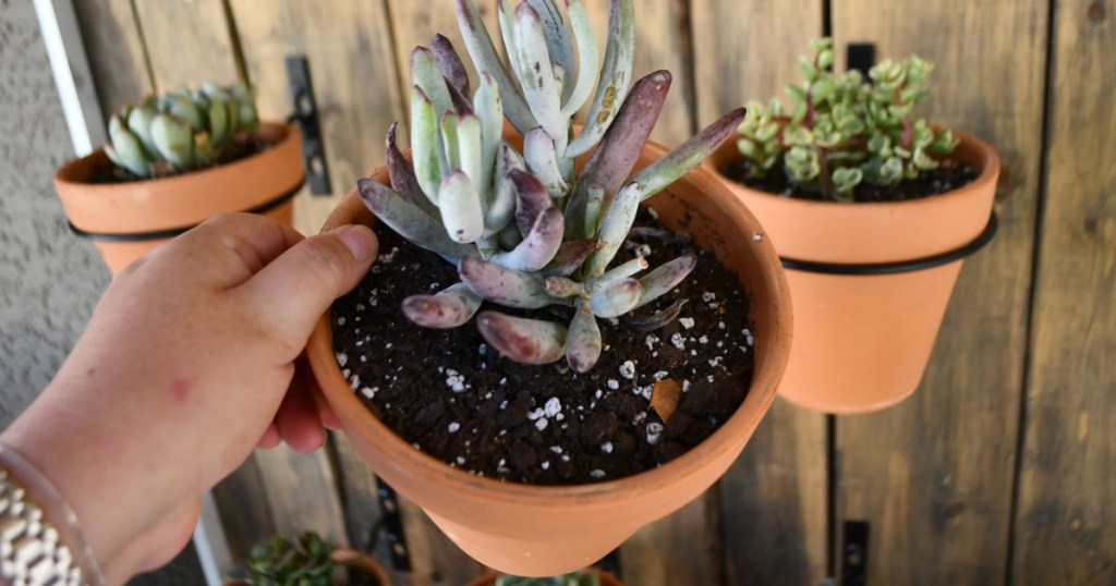 holding potted succulent 
