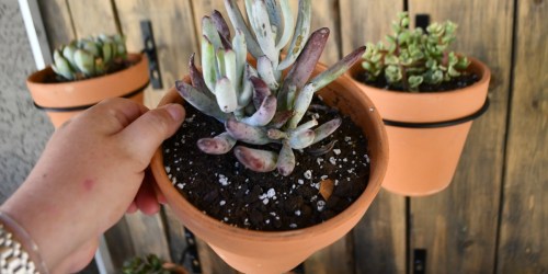 The Ultimate Guide on How to Care for Succulents (and Which to Buy)