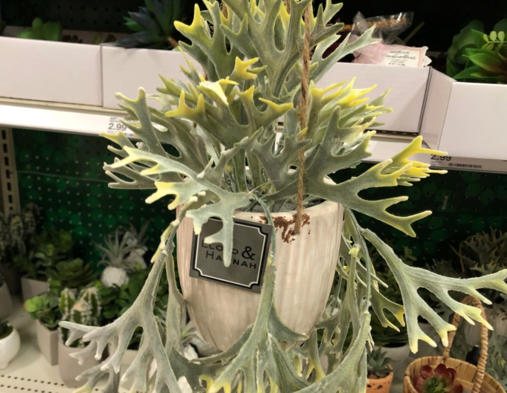 New Succulents & Greenery at Target (InStore & Online)