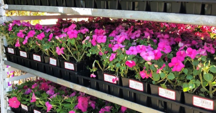 rows of flowers at Lowes