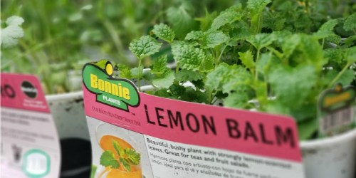 Bonnie Vegetable or Herb Plants Only $2.50 at Home Depot & Lowe’s