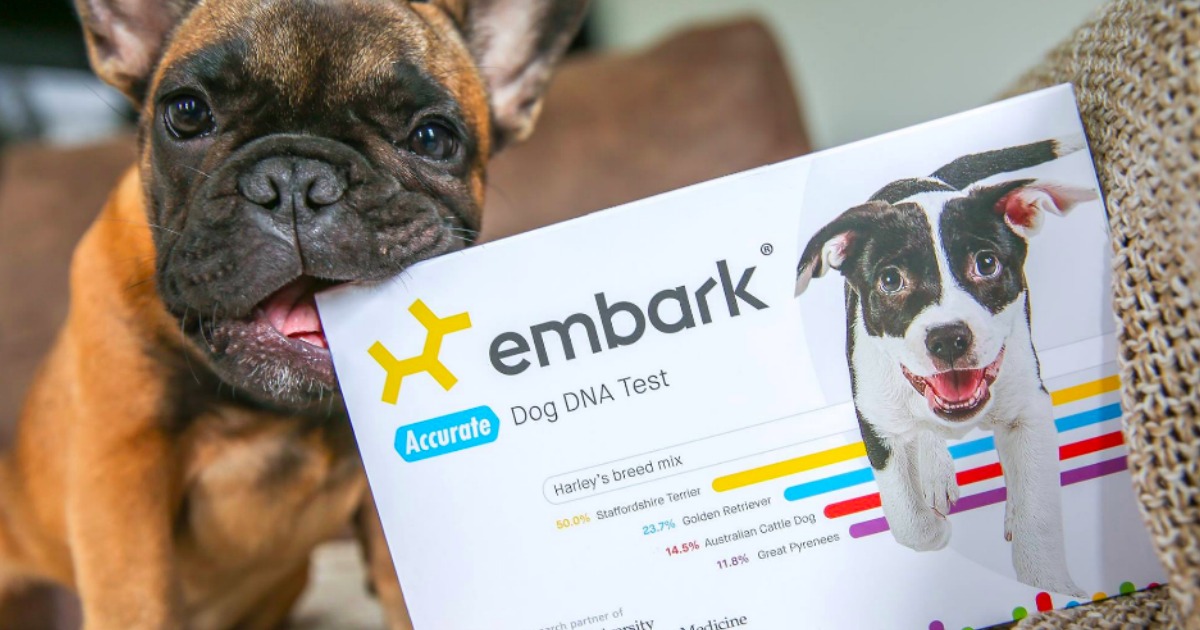 Amazon Embark Dog DNA Test Kit Only 129 Shipped