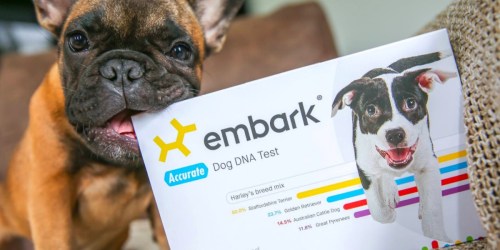 Amazon: Embark Dog DNA Test Kit Only $129 Shipped (Regularly $199)