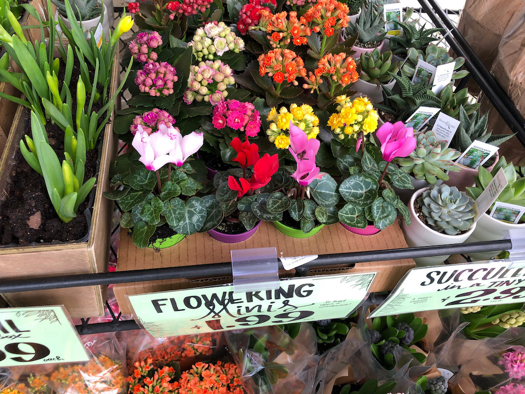 Trader Joe's Flowering Minis 