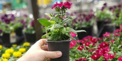 1-Pint Annuals Just 88¢ at Lowe’s & More In-Store Only Deals (Valid 4/6 & 4/7 Only)