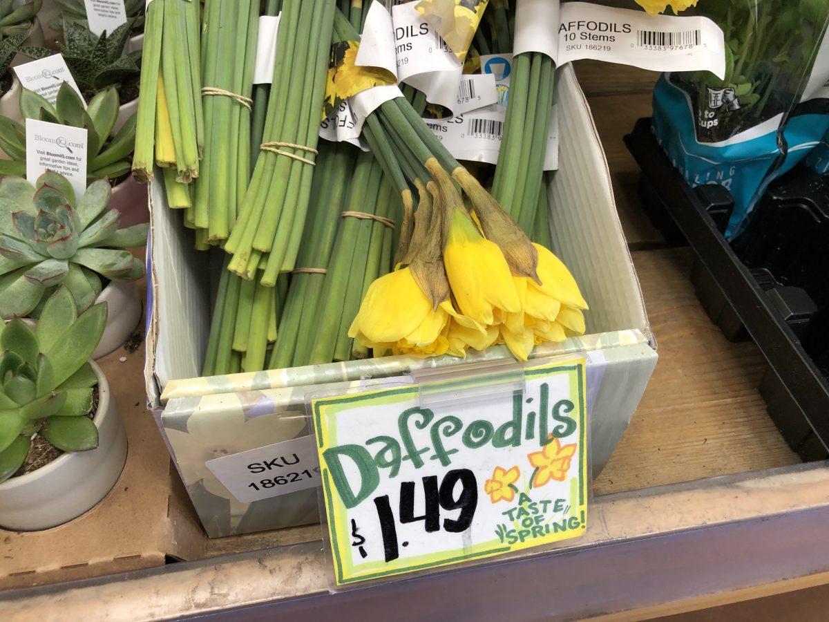 Trader Joe's daffodils bunches