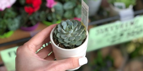 Trader Joe’s Potted Succulents Only $2.99, Flowering Minis Only $1.99 & More