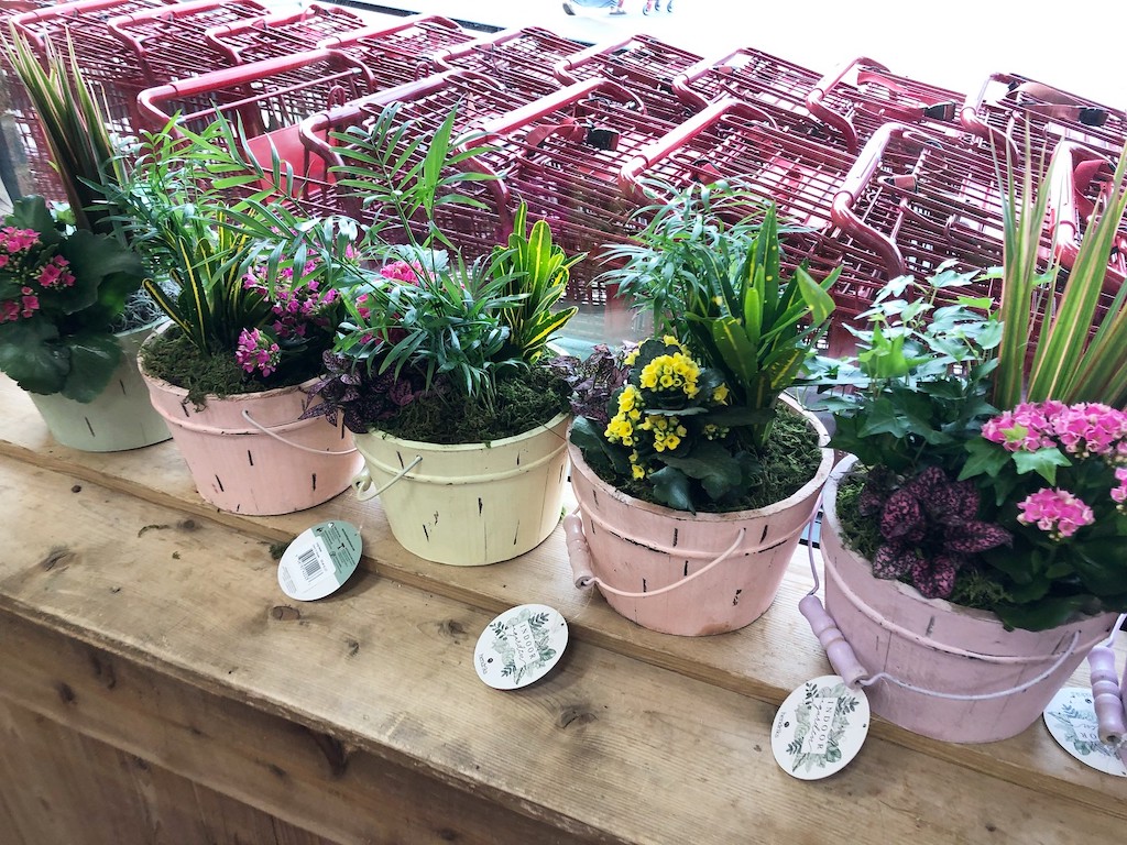 Traders Joe's Spring Deals Succulents, Flowering Minis & More