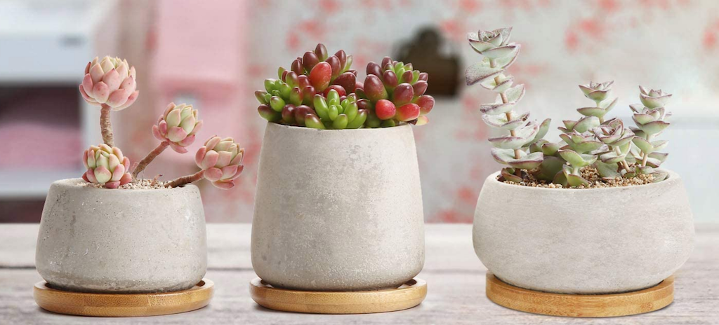 plantes en béton avec succulentes