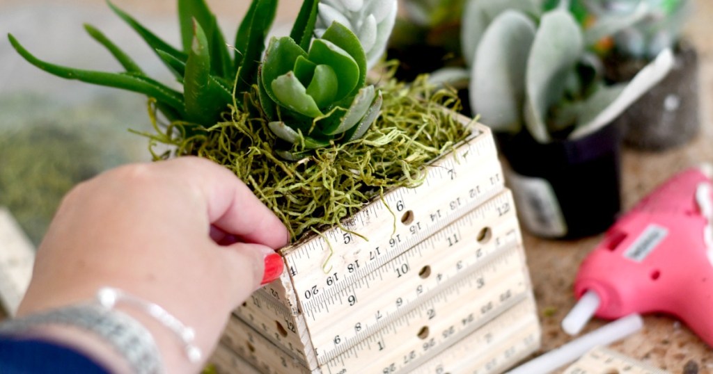 hand holding edge of ruler planter holding succulents