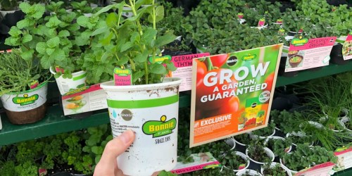 Bonnie Vegetable & Herb Plants Just $1.89 at Home Depot (In-Store Only)