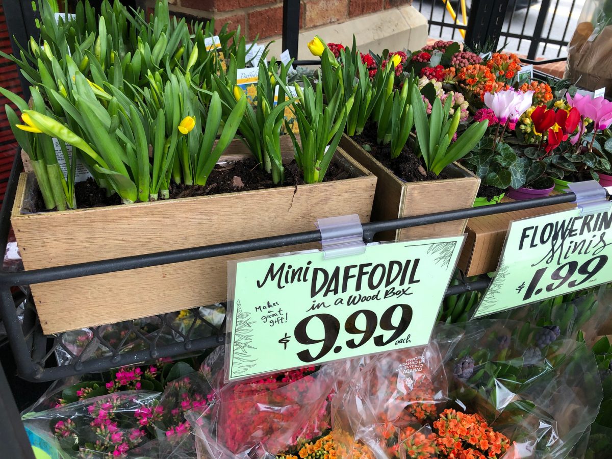 Traders Joe's Spring Deals Succulents, Flowering Minis & More