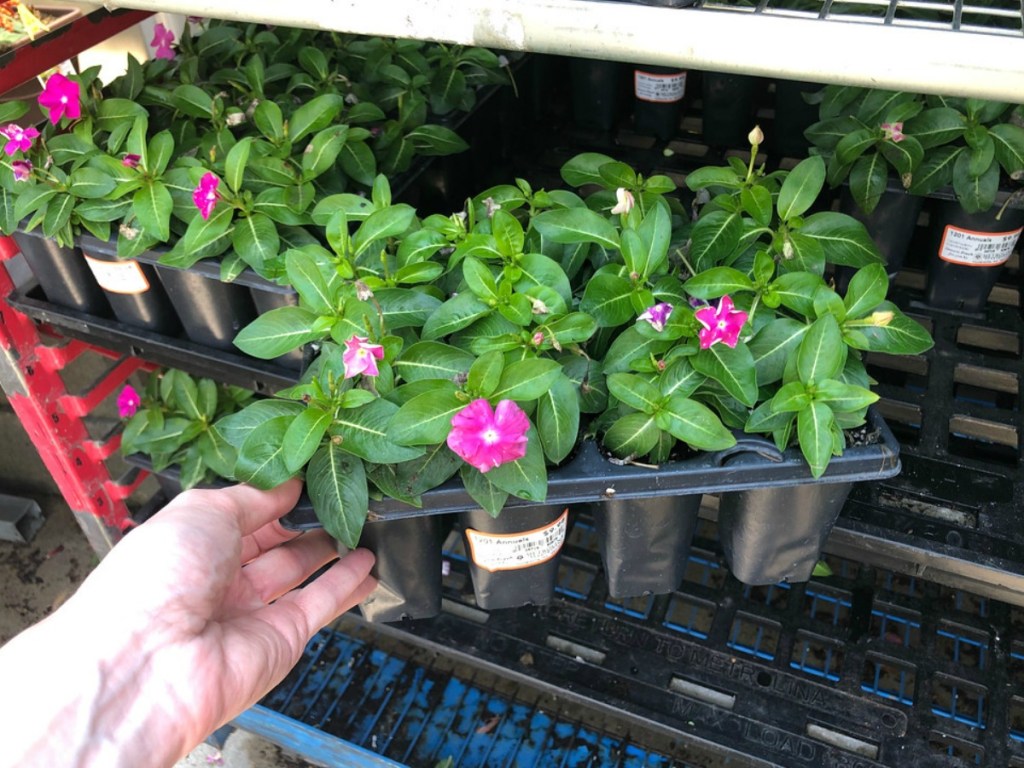hand taking tray of Annuals from Home Depot shelf