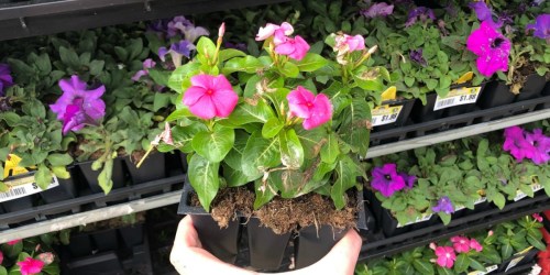 Annual Flowers 6-Pack Only 99¢ at Lowe’s