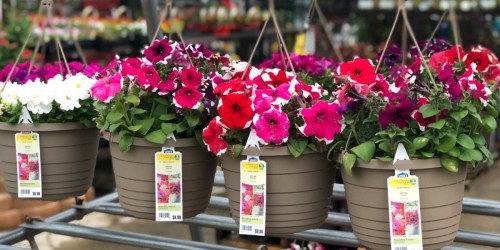 TWO Hanging Baskets Only $10 at Lowe’s (Just $5 Each) + More
