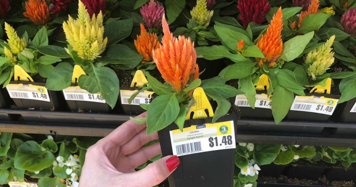 Lowe's Memorial Day Sale 1Pint Annuals Only 88¢ + More 2Day Deals