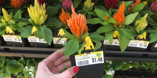 Lowe’s Memorial Day Sale: 1-Pint Annuals Only 88¢ + More 2-Day Deals