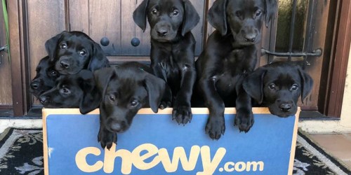 Buy One, Get One FREE True Acre Dog Food & Treats at Chewy.com