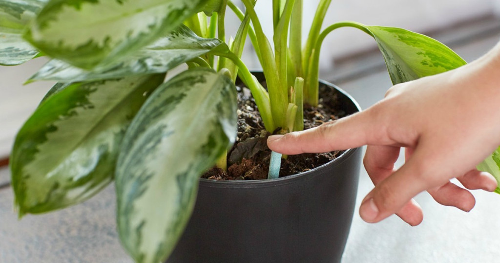 person putting plant food spike in plant