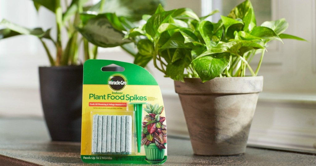 Miracle Gro indoor plant food spikes with two plants inside