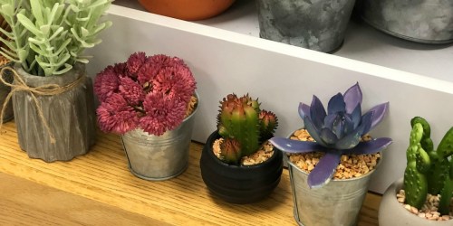 Cute Artificial Succulents as Low as $3.99 at Kohl’s (Regularly $10)