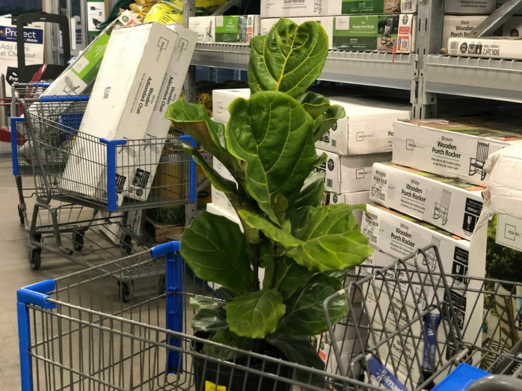 ficus plant in walmart grocery cart