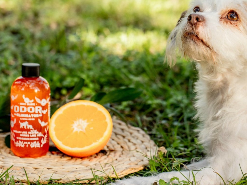 Angry Orange odor eliminator bottle on grass with orange half beside it and dog laying in grass