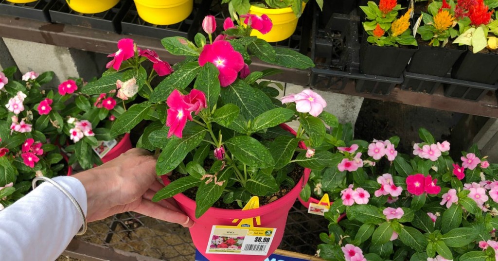 hand holding pink perennial flower in pot in front of other flowers at store