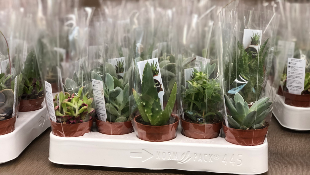 Tray of Potted Mini Succulents at ALDI