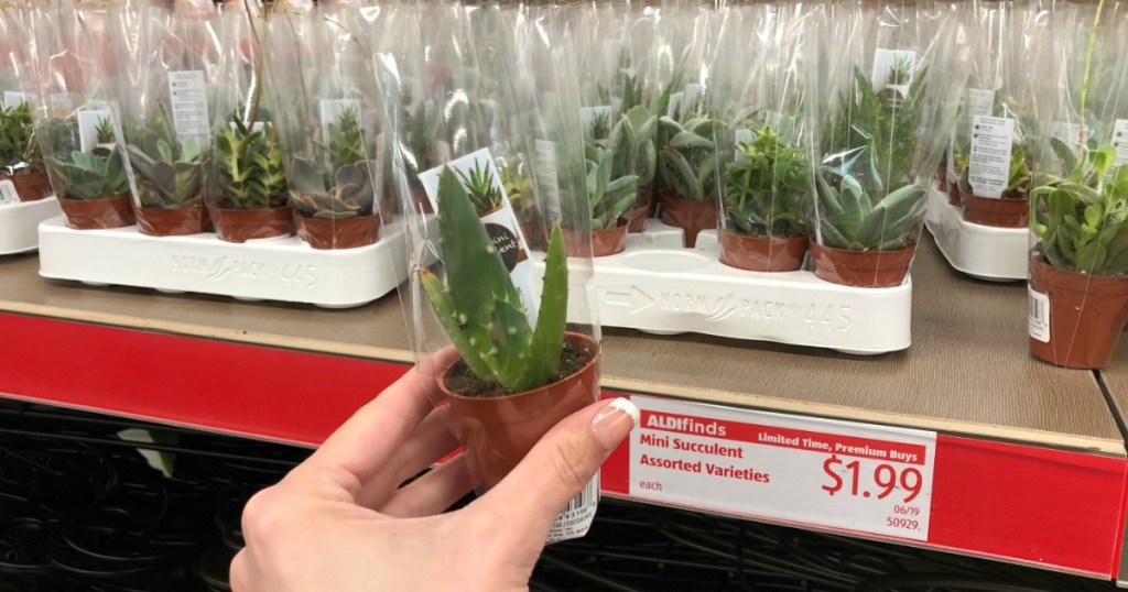 Woman holding Potted Mini Succulent at ALDI