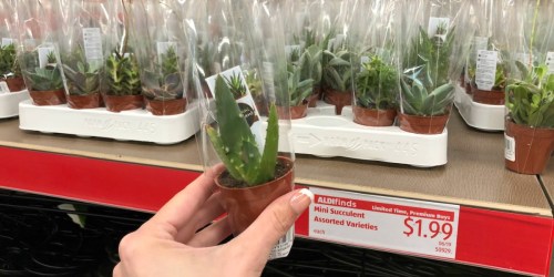 Potted Mini Succulents Only $1.99 at ALDI